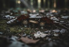 Warum galt der Pantherpilz in manchen Volksglauben als „geheimnisvoller Verwandter“? 7 Pantherpilz