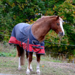 Welche Pferdedecke passt zu deinem Liebling?