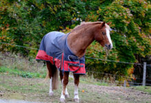 Welche Pferdedecke passt zu deinem Liebling?
