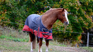Welche Pferdedecke passt zu deinem Liebling? 8 Welche Pferdedecke passt zu deinem Liebling?