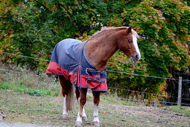 Welche Pferdedecke passt zu deinem Liebling?